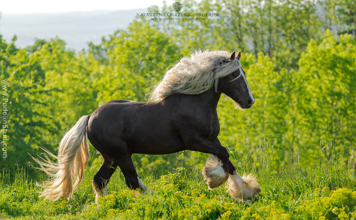 Silver Black Pearl Gypsy Cob Stallion